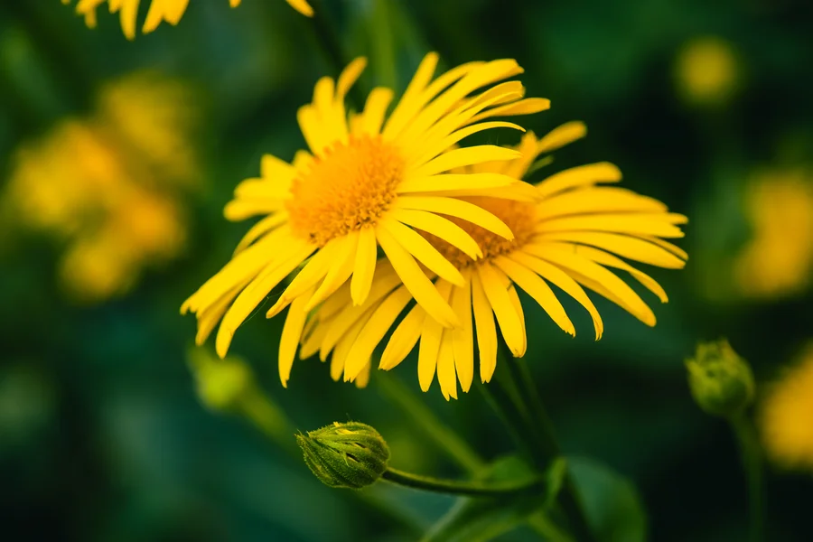 zwei gelbe Arnikablüten im Fokus