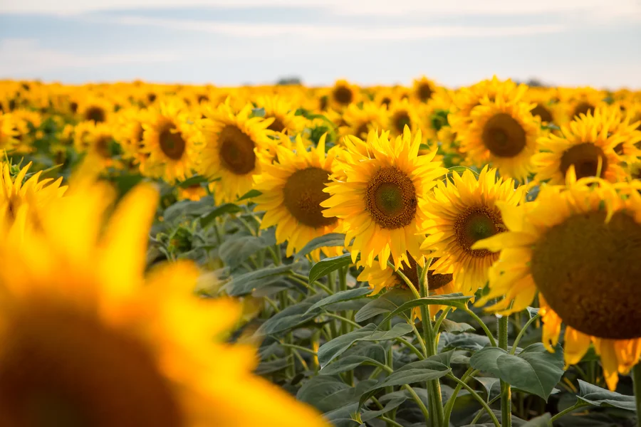 Sonnenblumenfeld bei Tageslicht