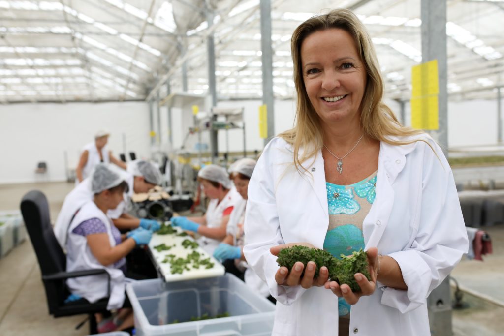 Dieses Bild zeigt einen Einblick in unsere Produktion. Eine Mitarbeiterin hält eine frisch geerntete CBD Blüte in Händen. Im Hintergrund ist der Sortierungsprozess zu sehen. Im Weiteren werden die Blüten zu Cannabidiol Hanföl weiterverarbeitet.